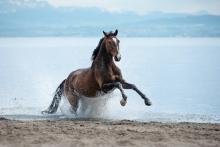 horse